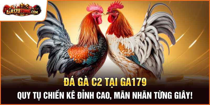 Đá Gà C2 Sân Chơi Giải Trí Được Nhiều Người Quan Tâm 1 Đá Gà C2 Tại Ga179 – Quy Tụ Chiến Kê Đỉnh Cao, Mãn Nhãn Từng Giây!
