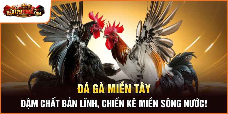 Đá Gà Miền Tây – Đậm Chất Bản Lĩnh, Chiến Kê Miền Sông Nước 1 Đá Gà Miền Tây – Đậm Chất Bản Lĩnh, Chiến Kê Miền Sông Nước
