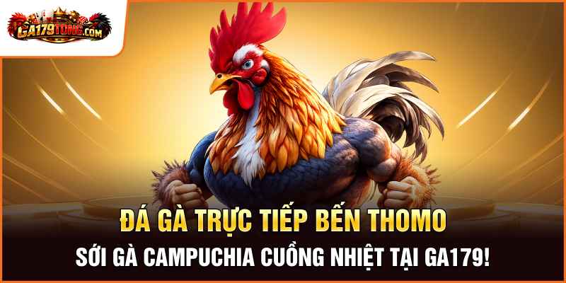 Đá Gà Trực Tiếp Bên Thomo Hấp Dẫn Mỗi Ngày Tại GA179 1 Đá Gà Trực Tiếp Bên Thomo Hấp Dẫn Mỗi Ngày Tại GA179