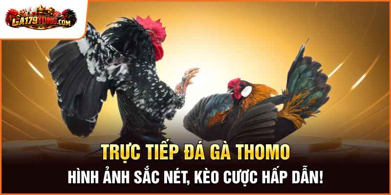 Đá Gà Trực Tiếp Bên Thomo Hấp Dẫn Mỗi Ngày Tại GA179 3 Trực Tiếp Đá Gà Thomo – Hình Ảnh Sắc Nét, Kèo Cược Hấp Dẫn!