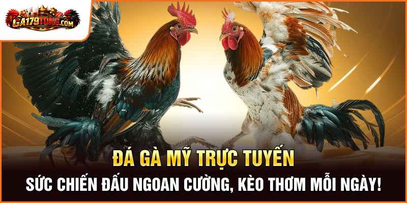Trực Tiếp Đá Gà Mỹ GA179 - Hấp Dẫn Với Những Chiến Kê Tốc Độ Cao 2 Trực Tiếp Đá Gà Mỹ – Sức Chiến Đấu Ngoan Cường, Kèo Thơm Mỗi Ngày!