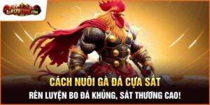 Cách Nuôi Gà Đá Cựa Sắt – Rèn Luyện Bo Đá Khủng, Sát Thương Cao!