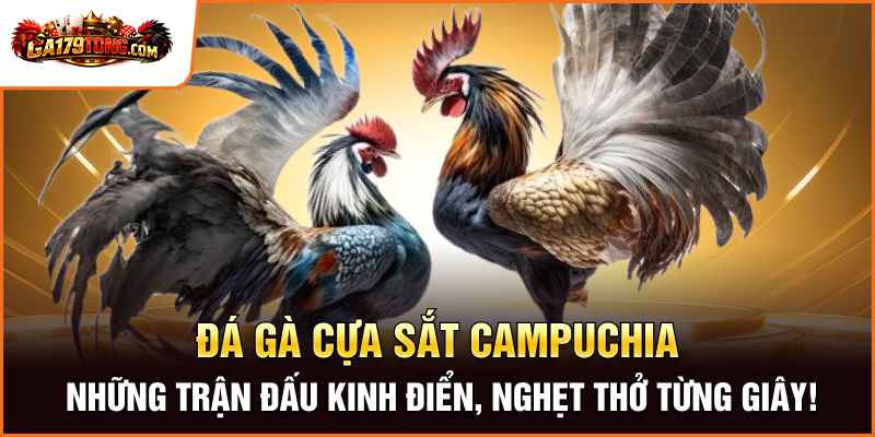 Đá Gà Cựa Sắt Campuchia - Cuộc Chiến Của Những Thần Kê 1 Đá Gà Cựa Sắt Campuchia – Những Trận Đấu Kinh Điển, Nghẹt Thở Từng Giây!