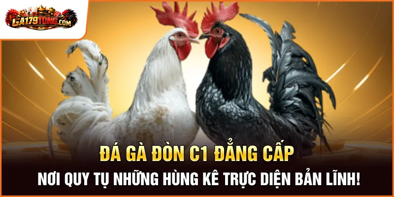 Gà Chọi C1 Mới Nhất – Trải Nghiệm Sức Nóng Từ Các Trận Đấu Gà179 3 Đá Gà Đòn C1 Đẳng Cấp – Nơi Quy Tụ Những Hùng Kê Trực Diện Bản Lĩnh!