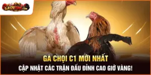 Gà Chọi C1 Mới Nhất – Cập Nhật Các Trận Đấu Đỉnh Cao Giờ Vàng!