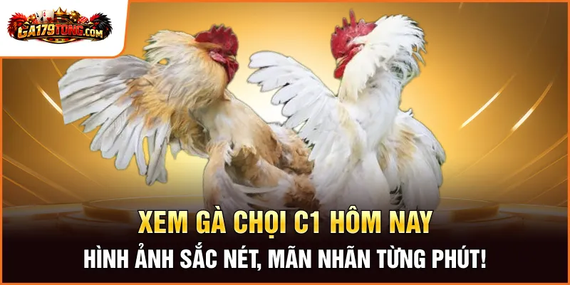 Gà Chọi C1 Mới Nhất – Trải Nghiệm Sức Nóng Từ Các Trận Đấu Gà179 2 Xem Gà Chọi C1 Hôm Nay – Hình Ảnh Sắc Nét, Mãn Nhãn Từng Phút!